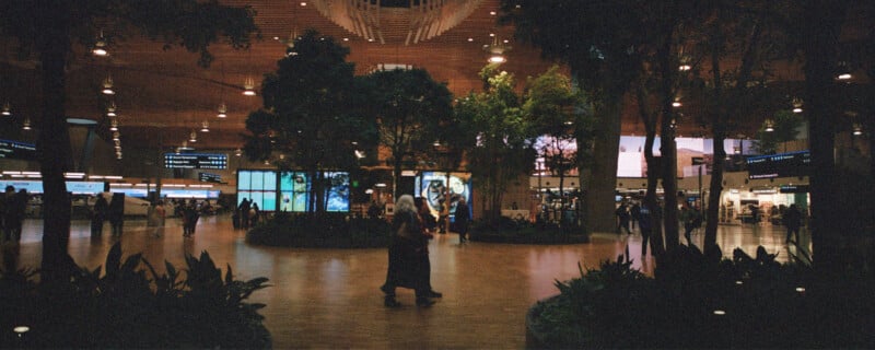 Indoor scene of an airport terminal with lush greenery and ambient lighting. Travelers walk on a polished wooden floor. Information screens and stores are visible in the background, and a high ceiling with overhead lights completes the welcoming atmosphere.