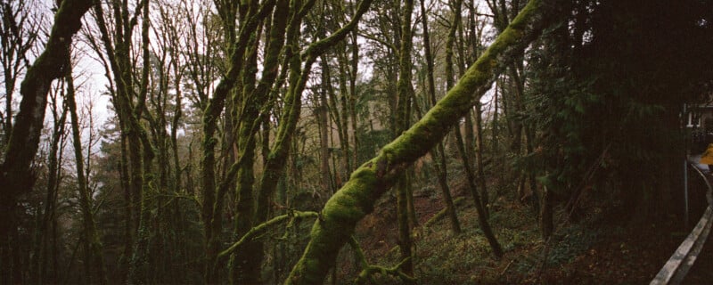 Moss-covered trees with bare branches stand in a dense, misty forest. A fallen tree leans diagonally across the scene. A hint of a wooden deck or railing is visible on the right edge.