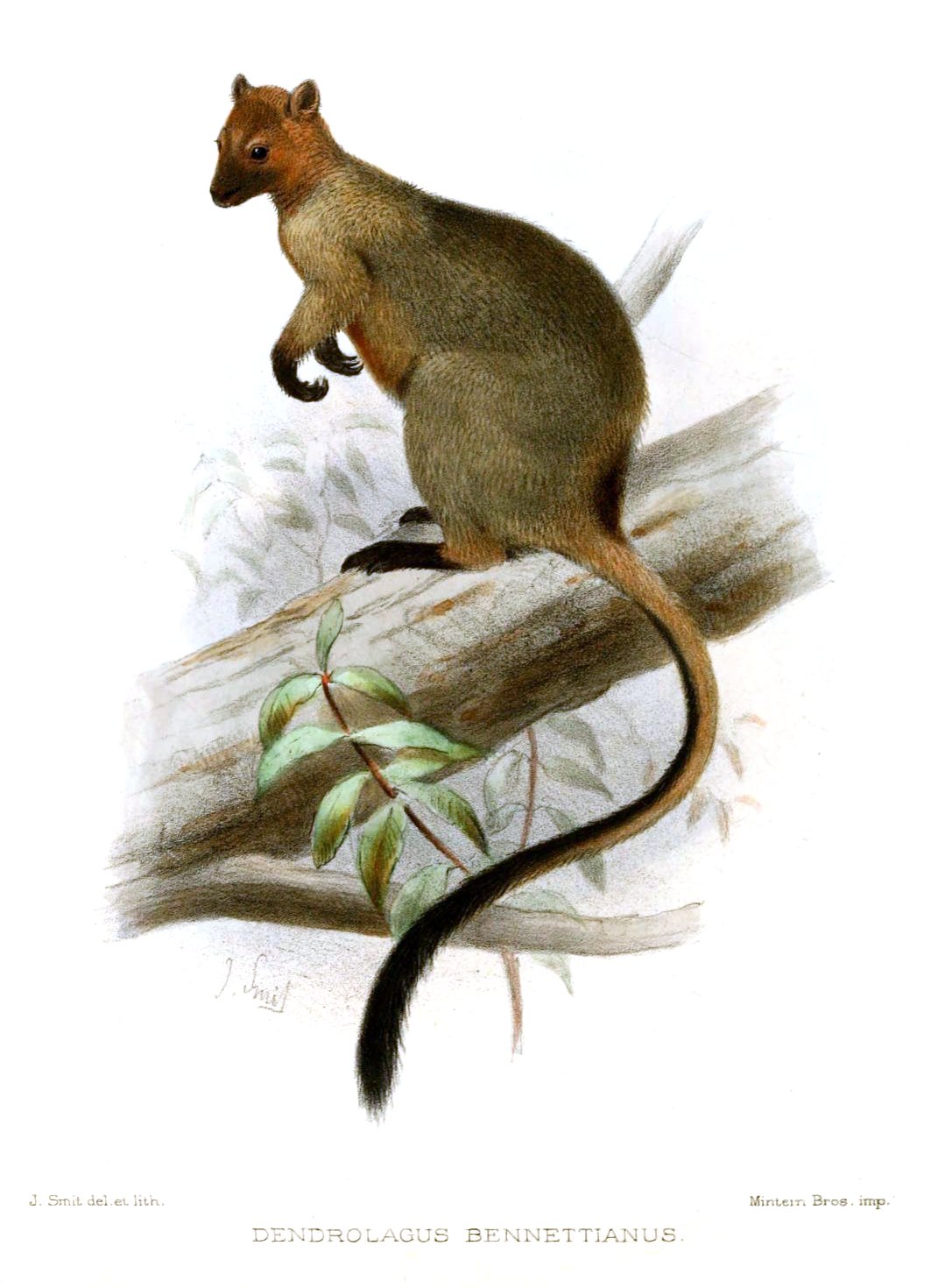 Illustration of a Dendrolagus bennettianus, or Bennett’s tree-kangaroo, perched on a tree branch with a long, dark tail and brown fur, surrounded by green leaves.