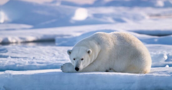 Polar Bear