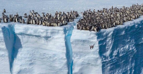 penguin drone footage jumping cliff