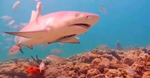 A large shark swims near a coral reef surrounded by colorful fish in clear blue water. The ocean floor is covered with various types of coral and marine plants.