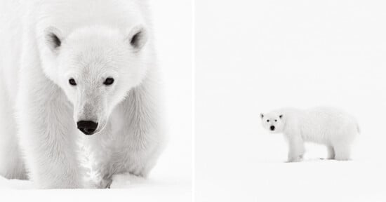 Drew Doggett "Northern Dreams" limited print series