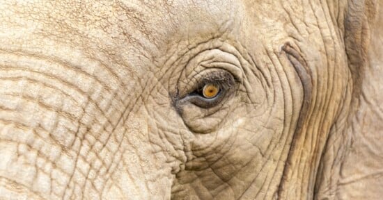scientists capture eerie photos mysterious elephant burial