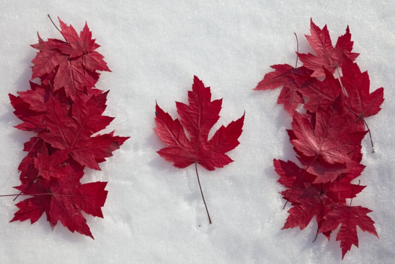 Red maple leaves arranged on snow to resemble the Canadian flag, with a single leaf in the center and groups of leaves on each side representing the flag's red bars.
