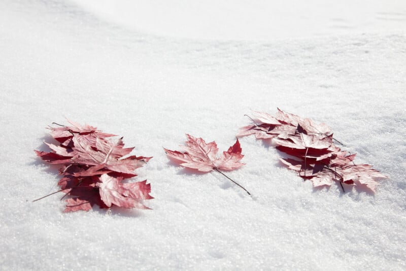 Several clusters of red maple leaves lie scattered on a smooth blanket of white snow, creating a vivid contrast between the leaves and the snowy surface.