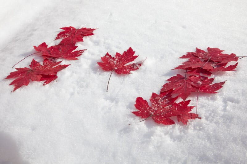 Several bright red maple leaves are scattered on fresh, white snow, creating a contrast between the vivid leaves and the snowy background.