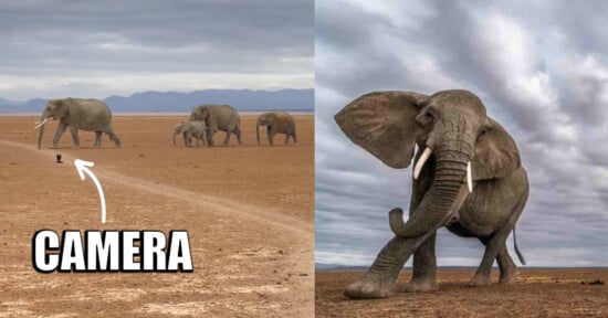 Photographer sets up remote camera next to herd of elephants