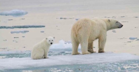 A polar bear and its cub stand on a melting ice floe in an icy body of water. The cub sits while the adult bear stands, both looking in opposite directions. Thin ice and patches of snow are visible around them under a cloudy sky.