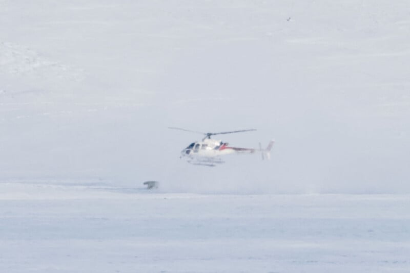 A white helicopter hovers above a snowy landscape, creating a cloud of snow below. A polar bear is visible on the ground nearby, partially obscured by the stirred snow.