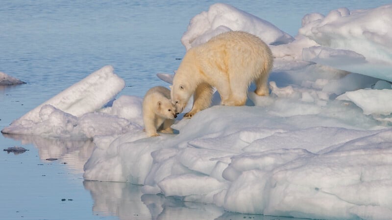 A polar bear and her cub stand close together on a floating sheet of ice, surrounded by blue water and snow-covered icebergs. The mother nudges her cub gently with her nose.