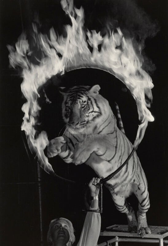 A tiger jumps through a large flaming hoop held by a person during a circus performance. The scene is dramatic, with flames encircling the tiger in mid-air.
