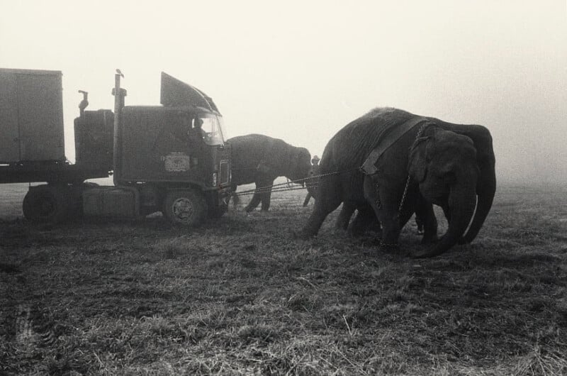 Three elephants are harnessed and pulling a large truck across a grassy field on a foggy day. The scene is in black and white, lending a dramatic and somber atmosphere.
