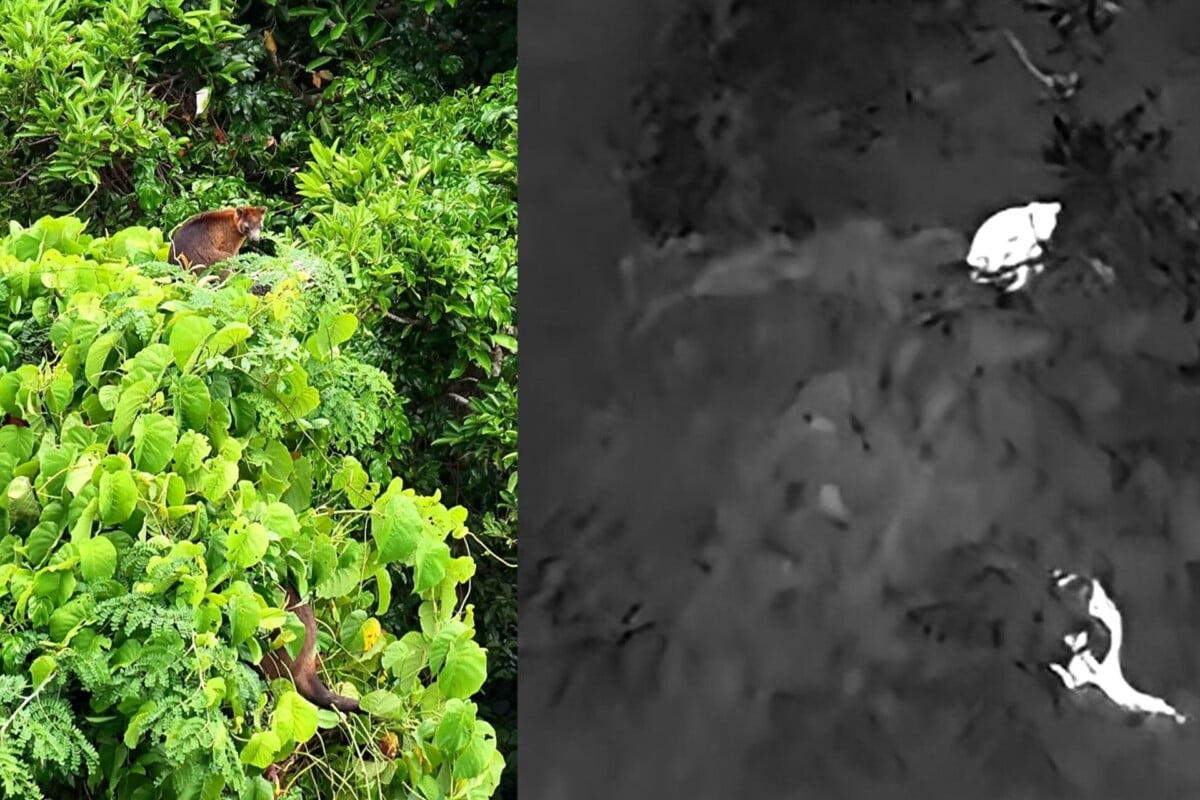 Split image: Left shows a brown animal, possibly a cat, in dense green foliage; right shows a black-and-white thermal view of the same scene, highlighting the animal's warm body among cooler surroundings.